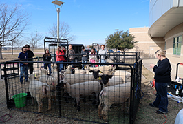  A teacher and students look at ewes in a pen